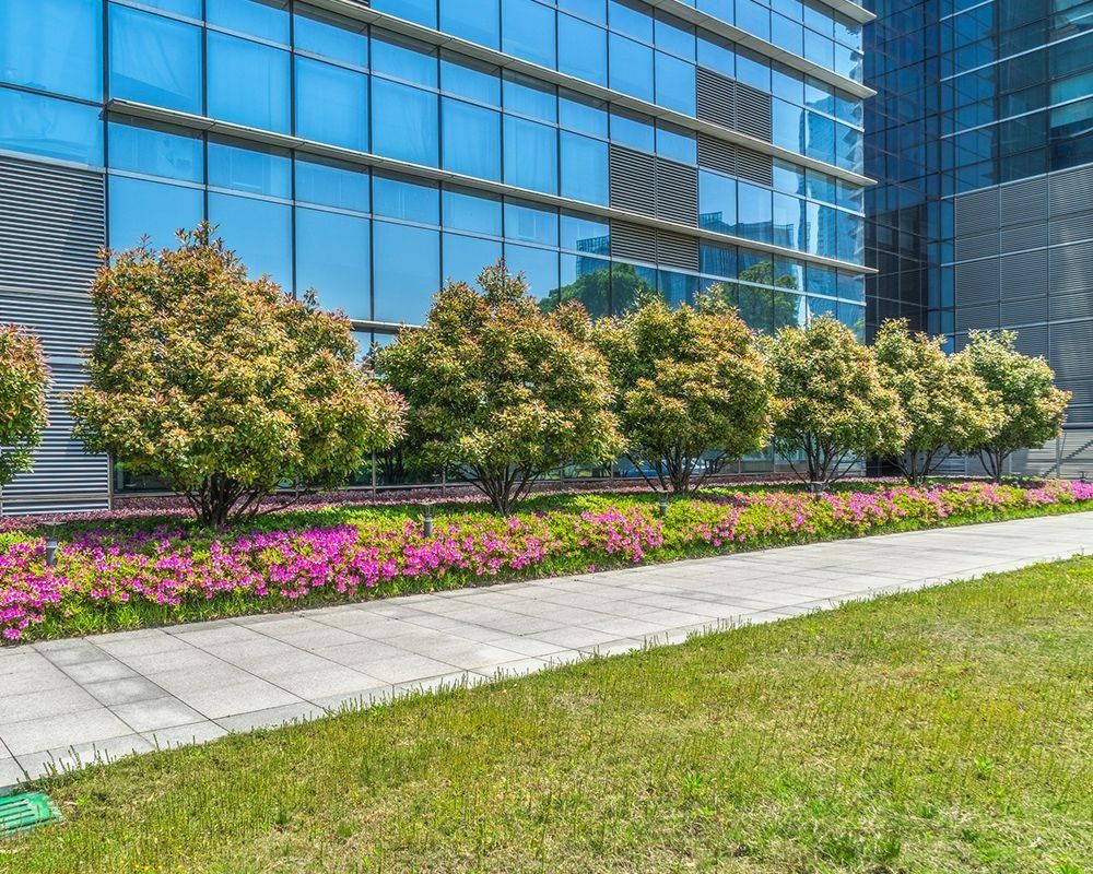 Landscaped office plaza with trees, pink flowers, and a glass building behind a paved walkway