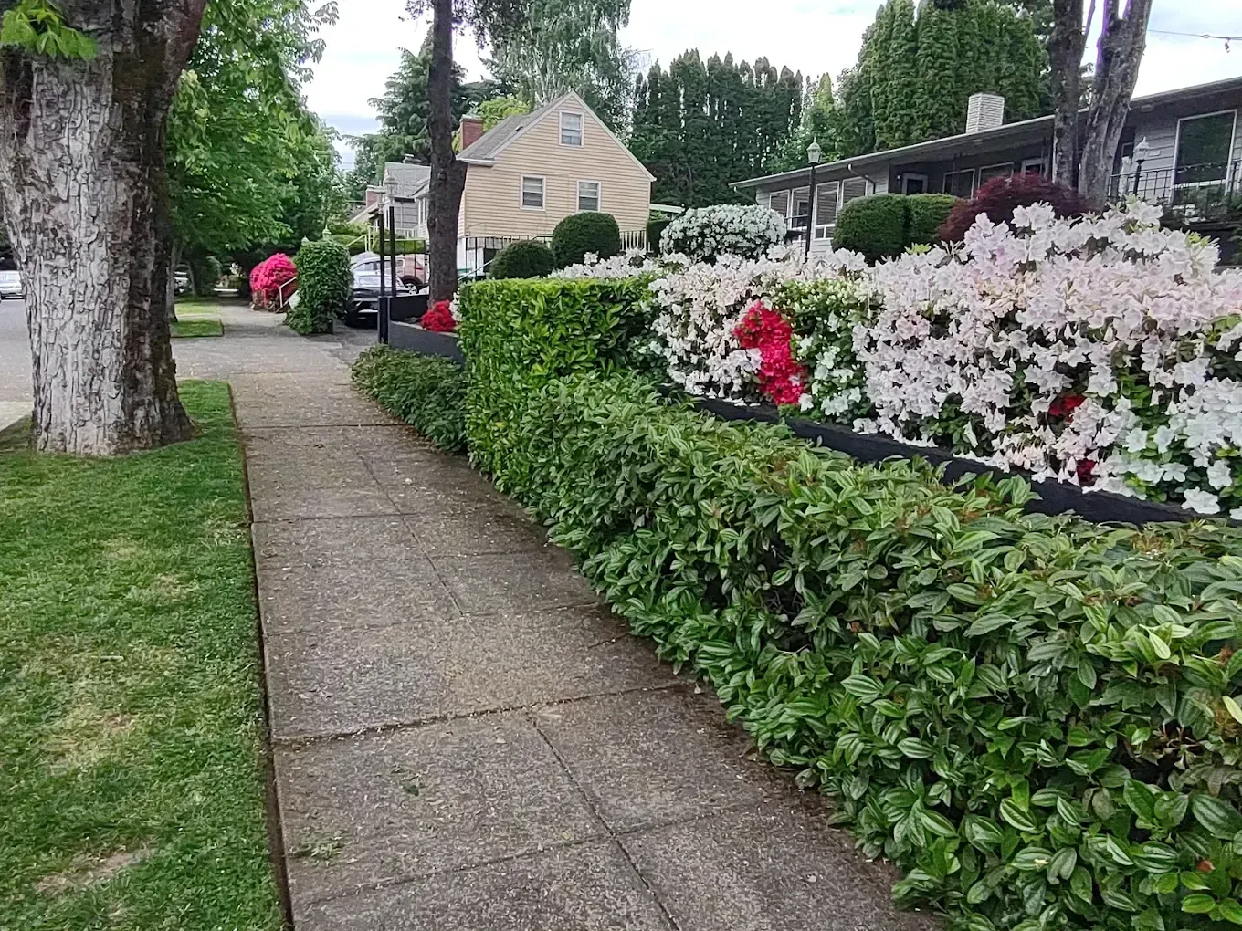 Sidewalk beside a flower bed with pink and white blooms in a leafy residential street