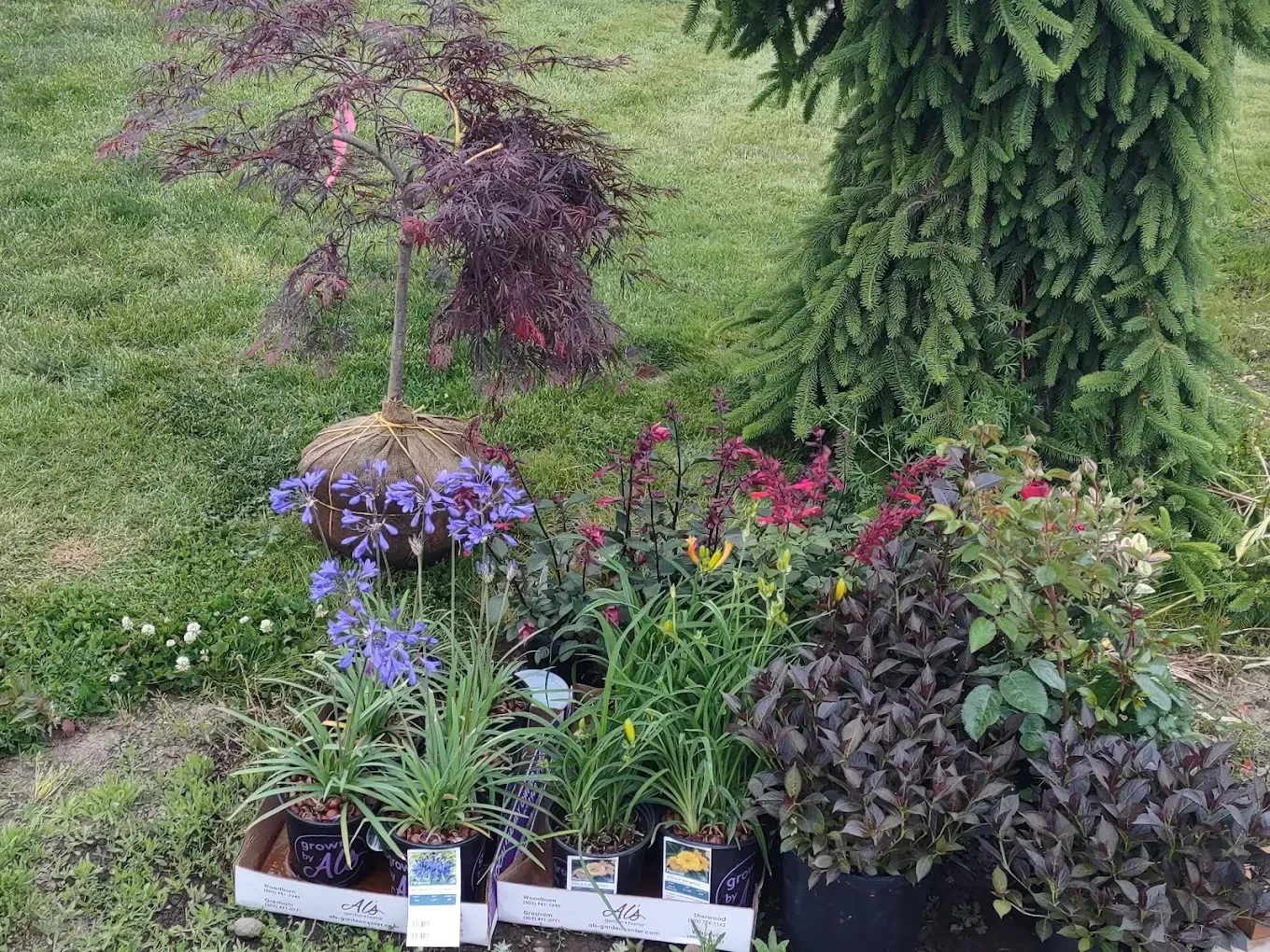 Potted flowers and shrubs arranged on grass beside a conifer tree