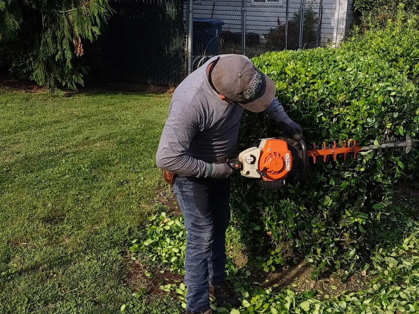 Person trimming a hedge with an orange chainsaw in a sunny yard