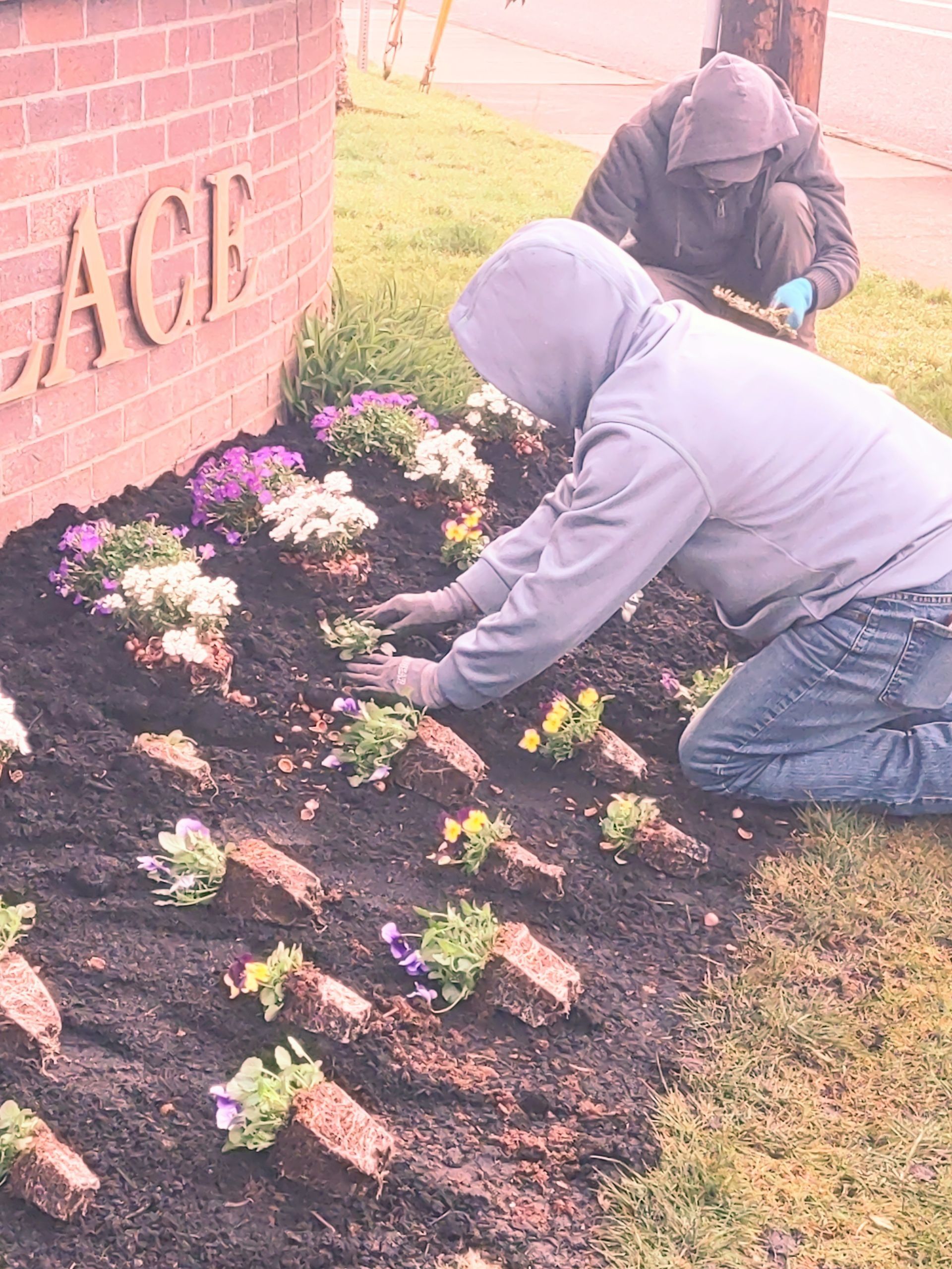 Two people kneeling in a flower bed, planting colorful flowers beside a brick wall.