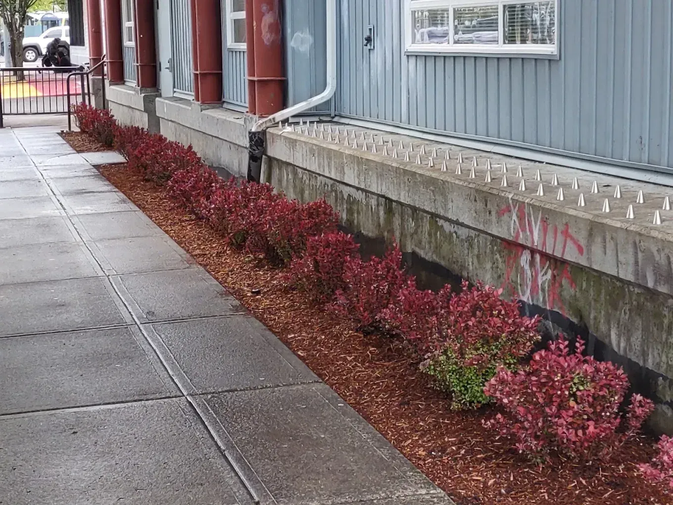 Red-leaf shrubs line a sidewalk beside a gray building with red trim.