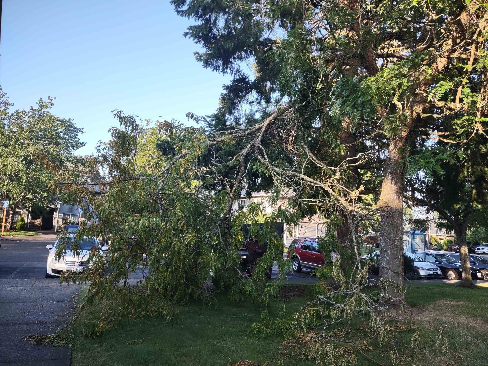 Tree branch blocking a road with parked cars and a white van in a leafy residential area