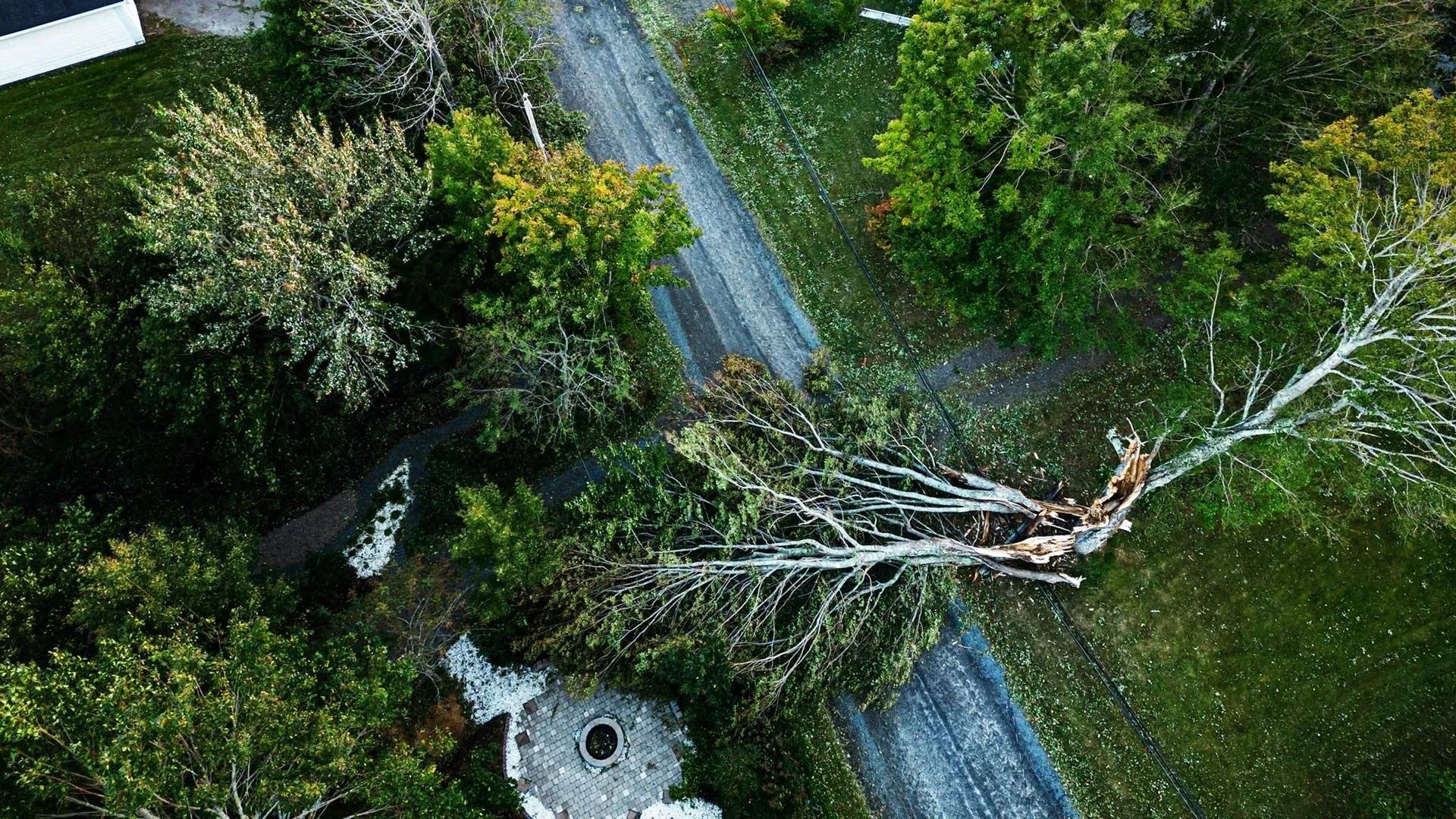 A fallen tree lies across a narrow road amid dense green forest.