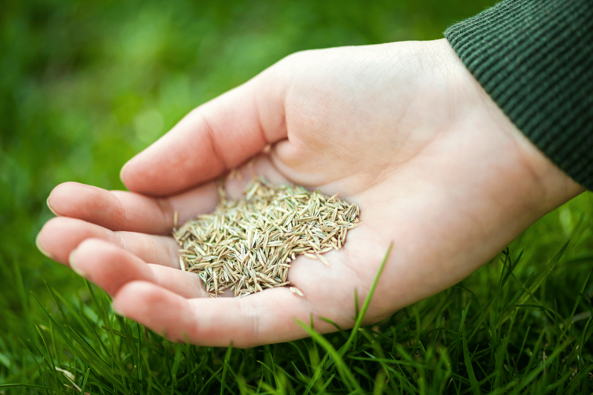 fall lawn aeration and overseeding services richmond ky