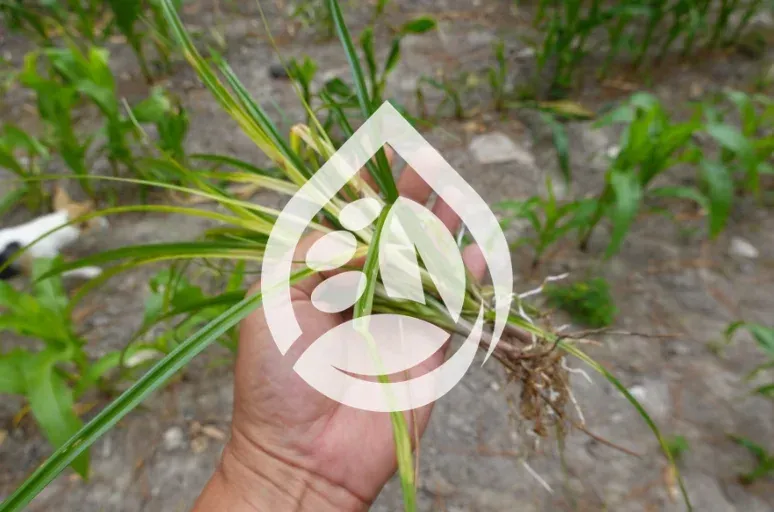 nutsedge control experts in richmond ky