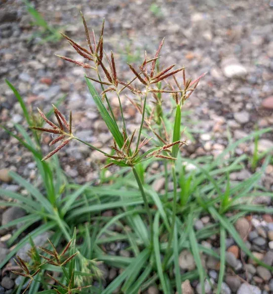 nutsedge control services in richmond ky