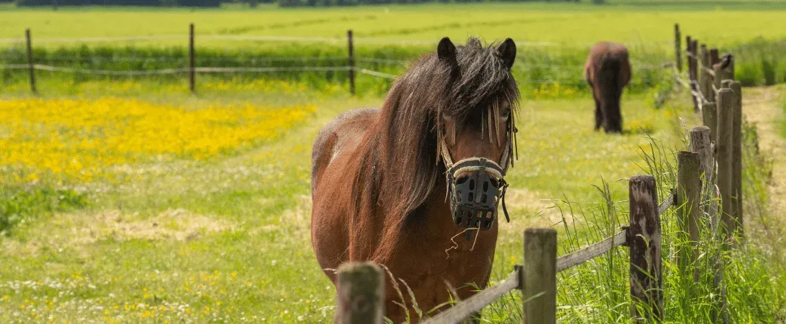 Pasture Management for Horse Farms: A Central Kentucky Guide