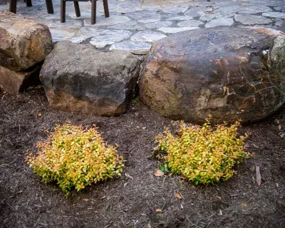 seasonal color planting in richmond ky
