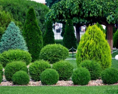 shrub fertilization service in richmond ky