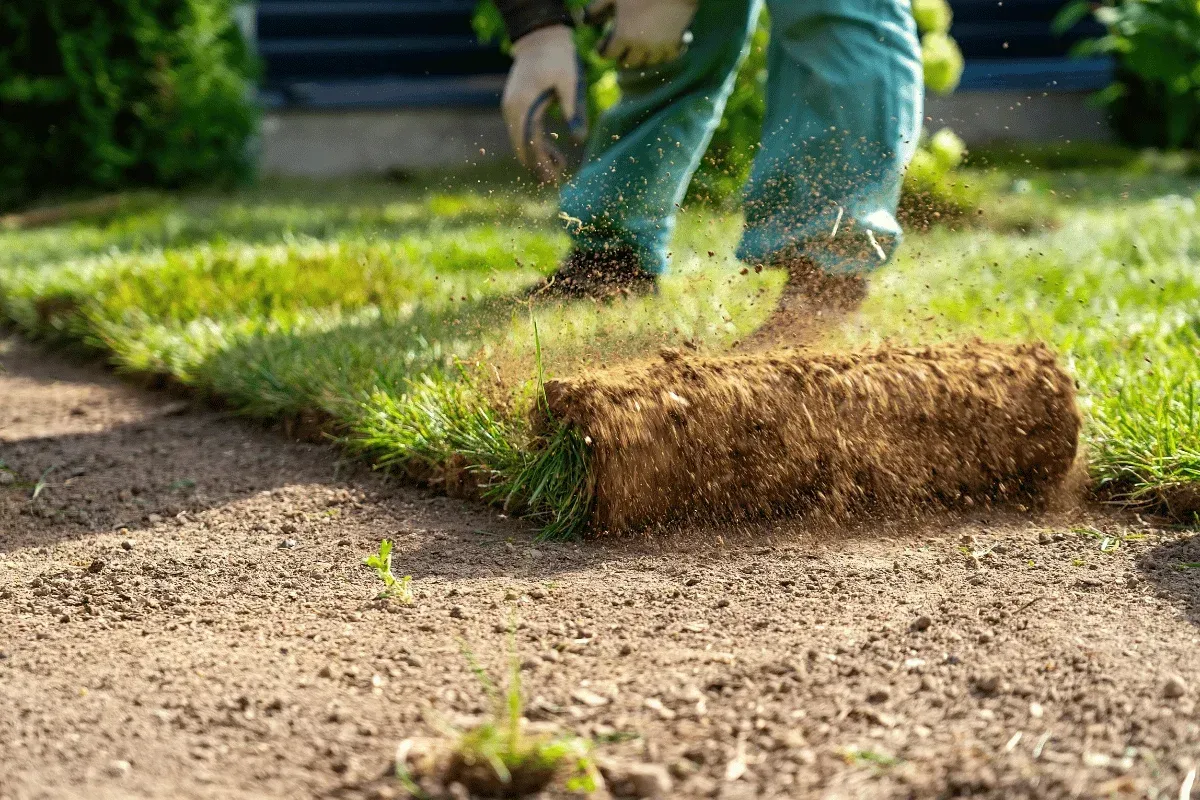 sod vs seed richmond ky lawn installation