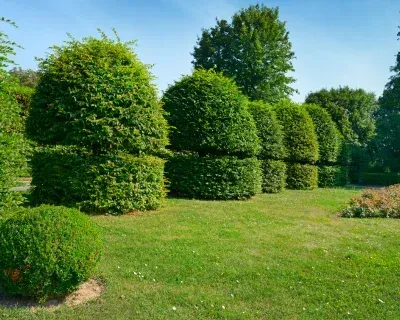 tree and shrub fertilization company in richmond ky