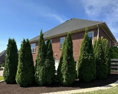 tree installation contractors in richmond ky