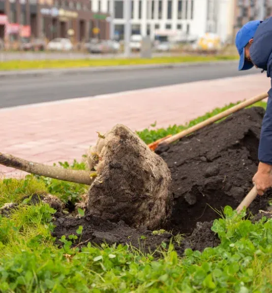 tree installers in richmond ky