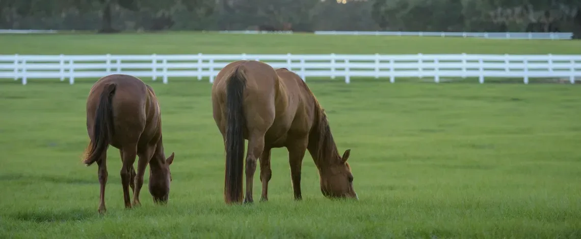 when to mow horse pasture bluegrass farms