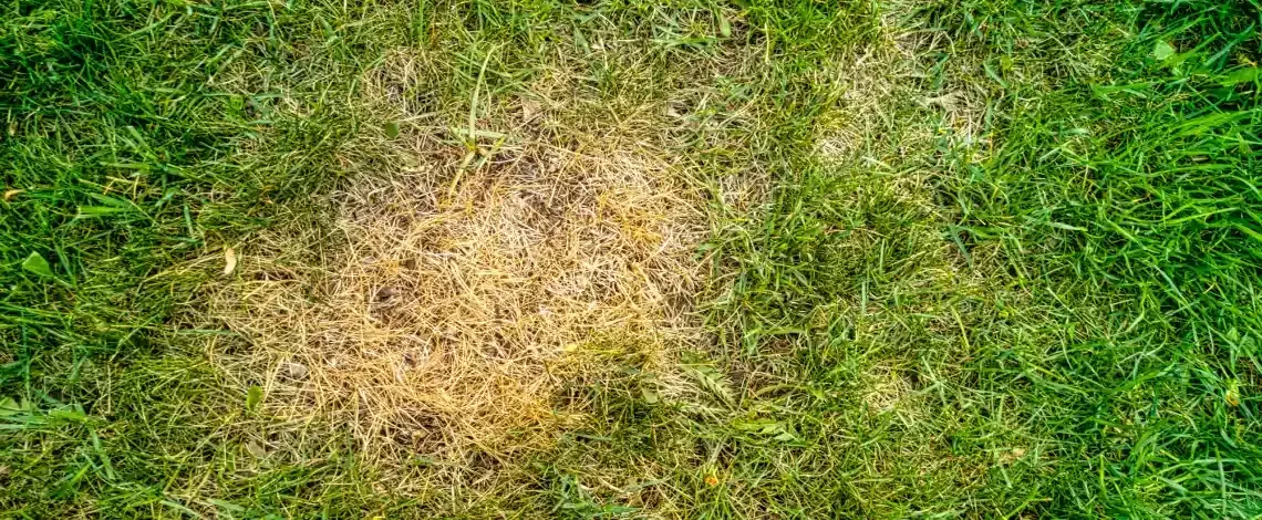 why your kentucky lawn turns yellow in summer