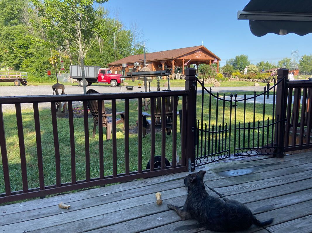 A cat is sitting on a deck next to a fence.