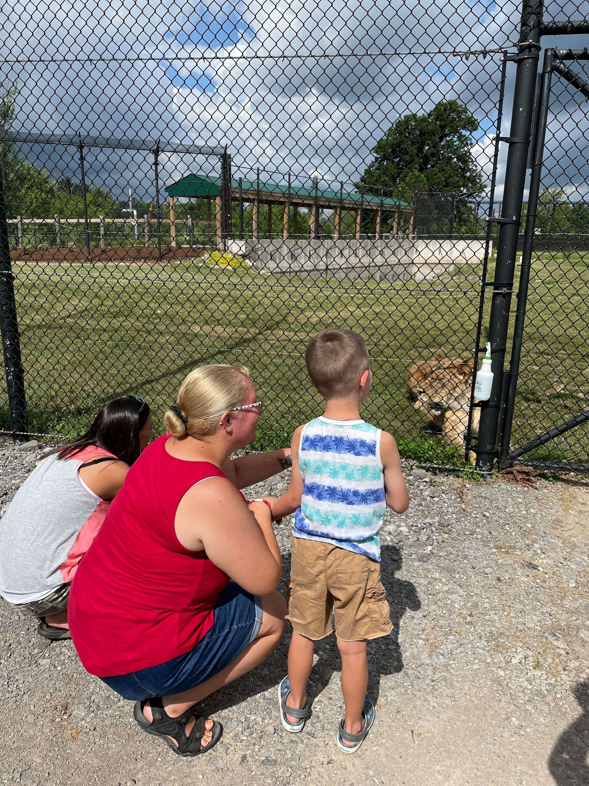 behind the scenes lion at safari niagara