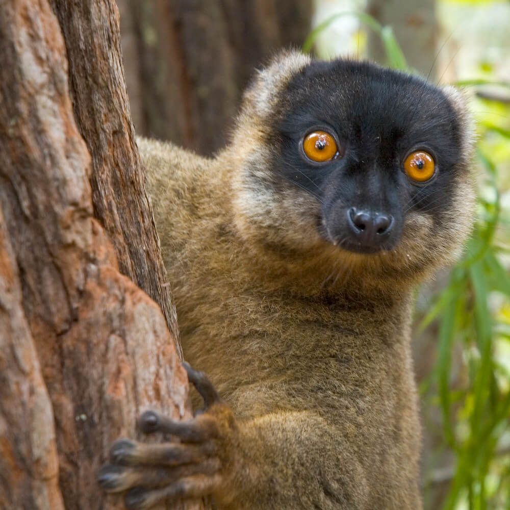 lemur