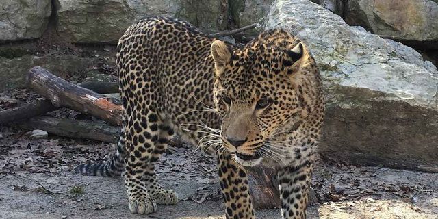 Safari Niagara | Get Closer at one of Ontario's Favourite Zoos