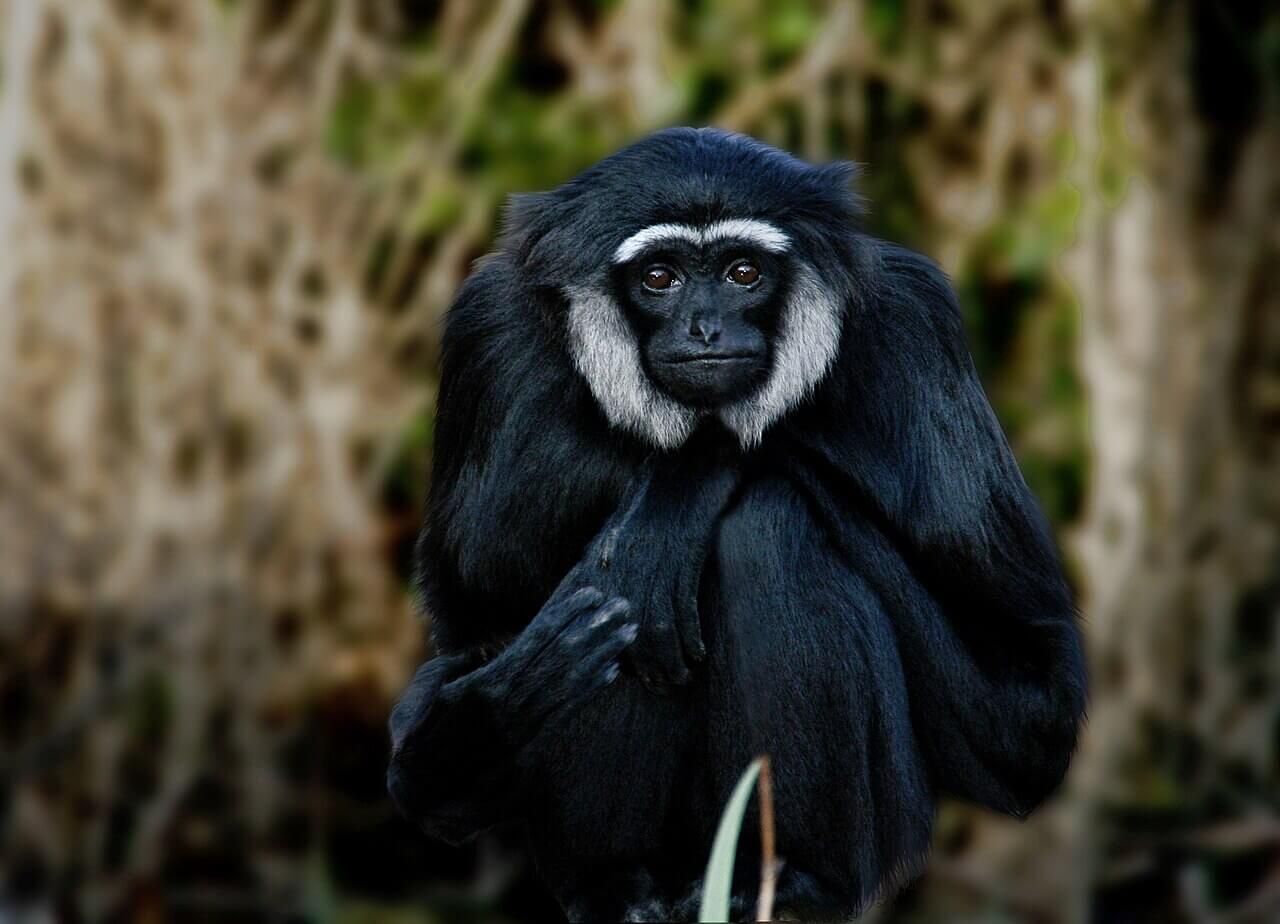 gibbon monkey looking