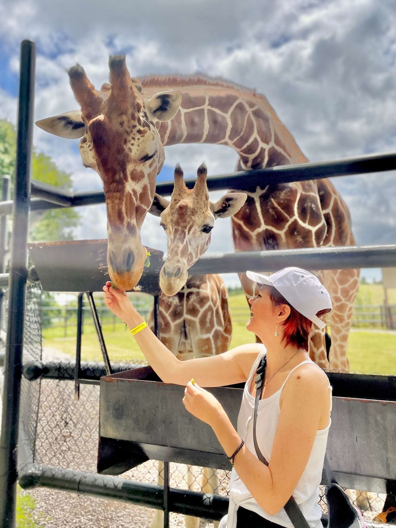 behind the scenes giraffe at safari niagara
