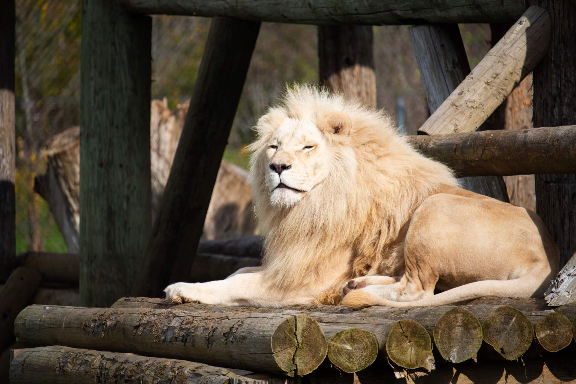 a white lion laying on a log in a zoo exhibit niagara zoo activities
