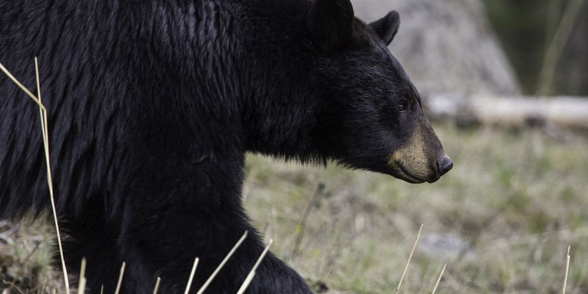 a close up of black bear at interactive zoo experience niagara