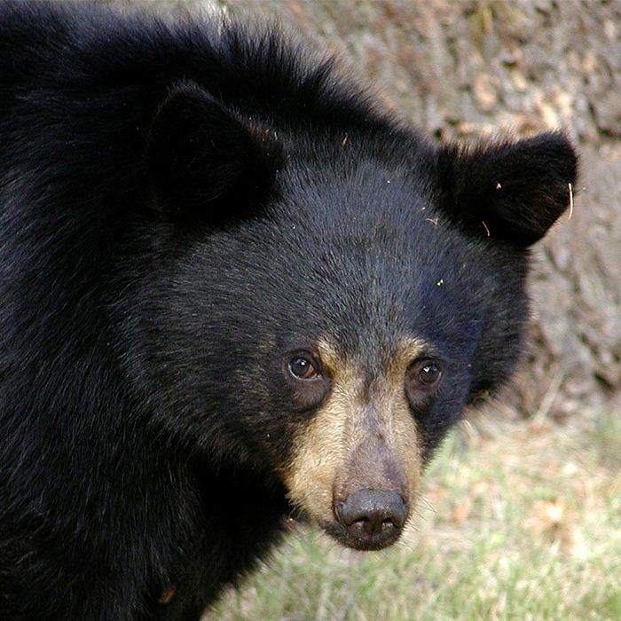 a close up of black bear at interactive zoo experience niagara