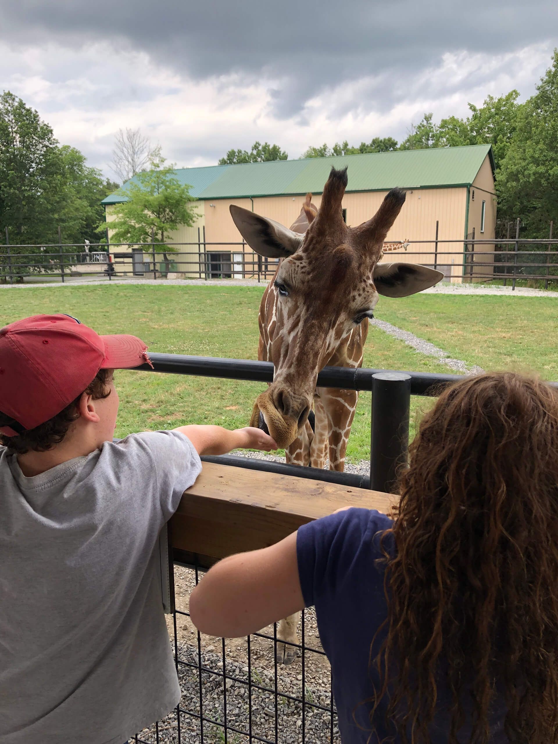 a boy and a girl are feeding a giraffe at an ontario zoological park