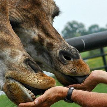 giraffes at safari niagara