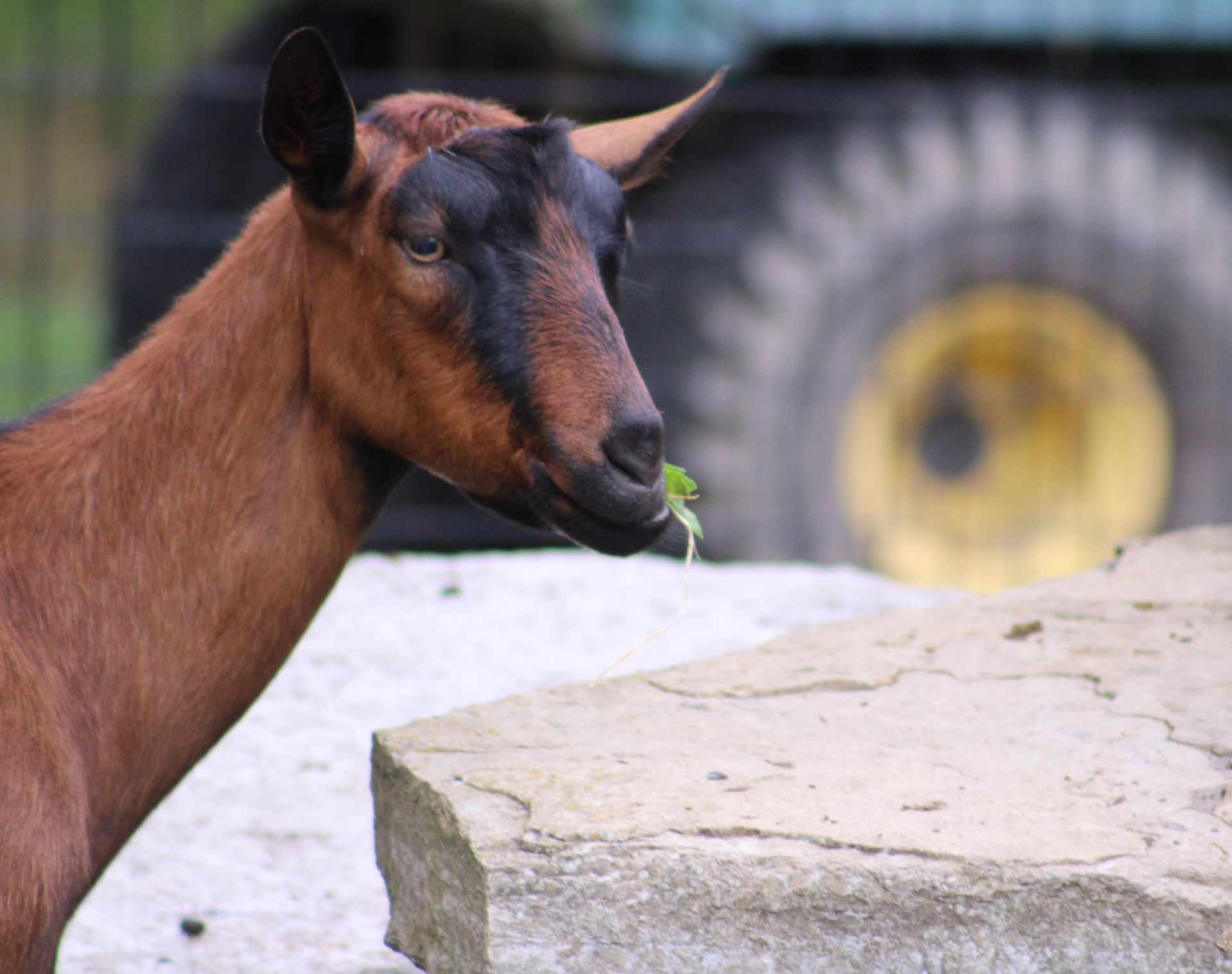 goat eating