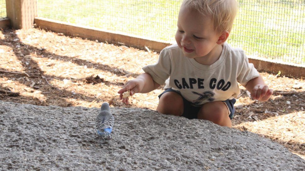 a kid feeding a budgie a stick at an interactive zoo experience in niagara