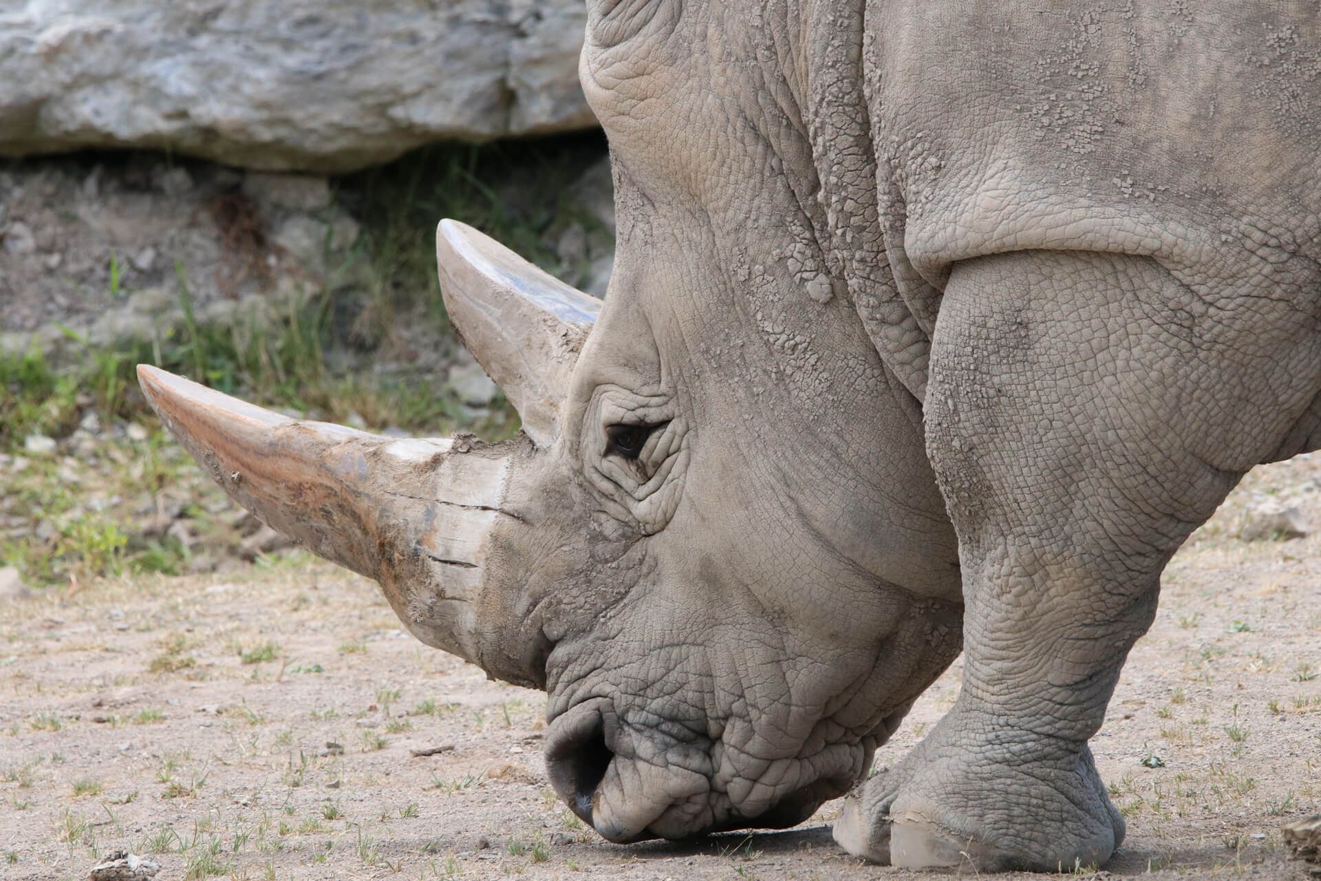 rhino up close