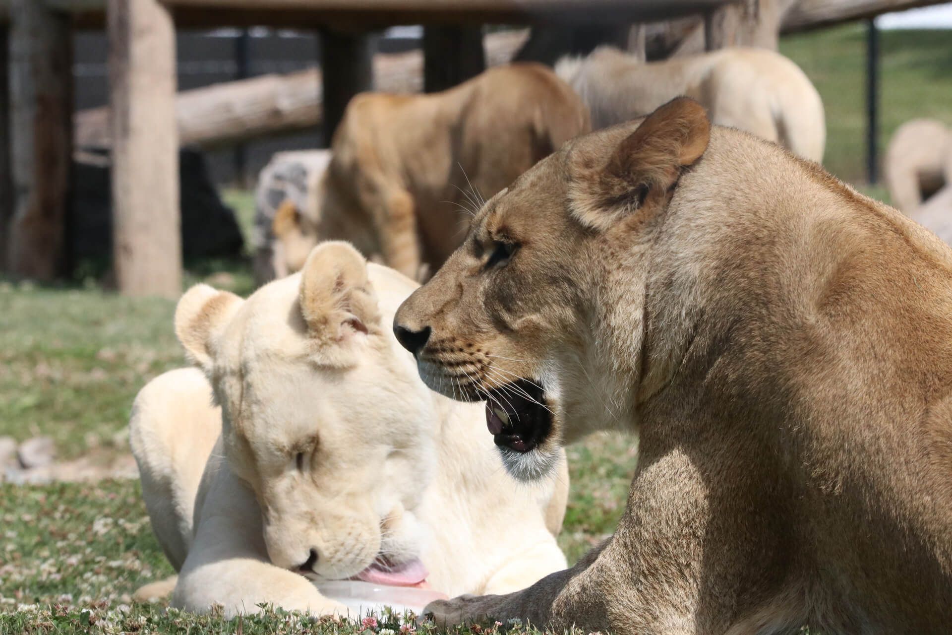lions up close