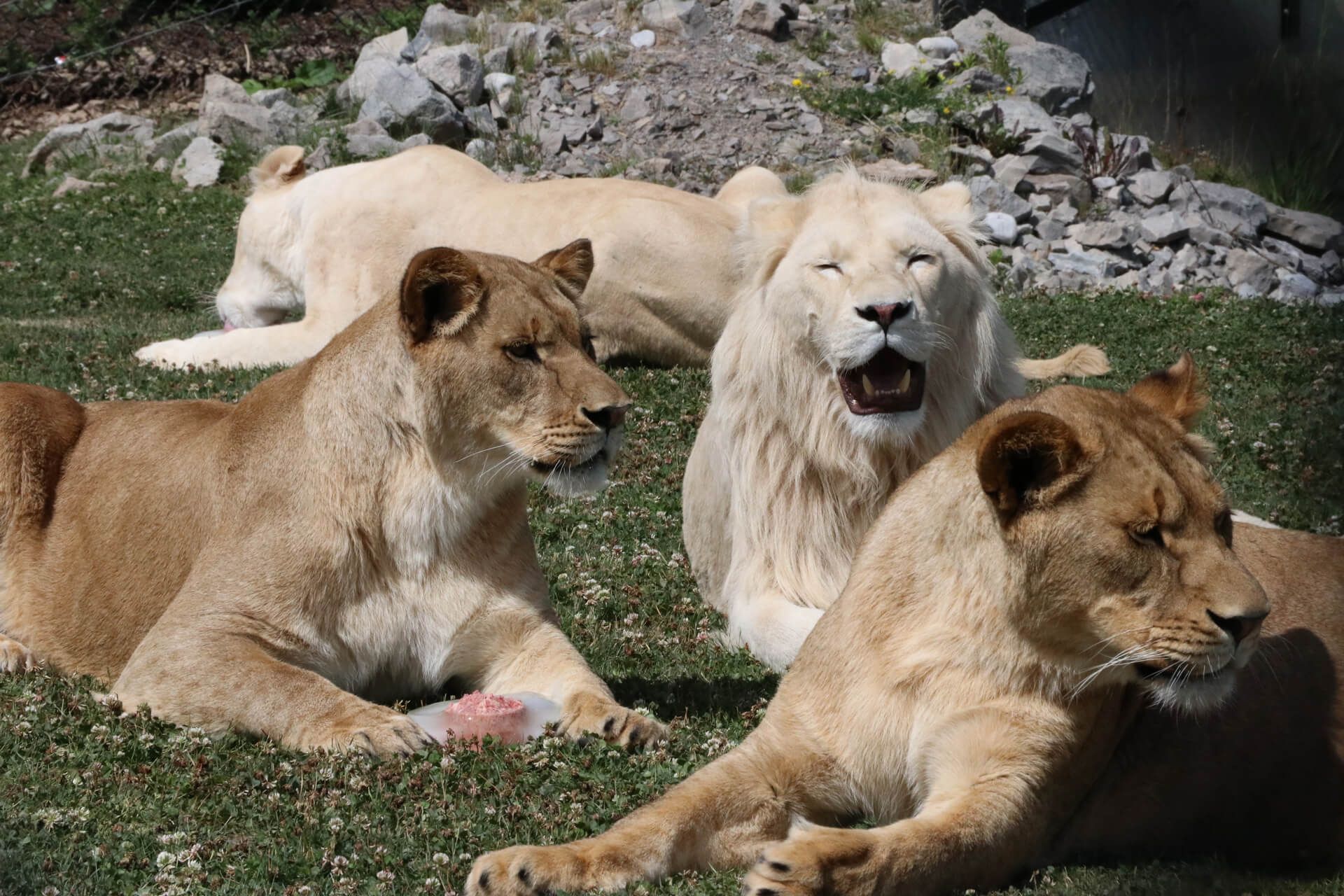 a group of lions laying in the grass with one yawning at a zoo in niagara falls