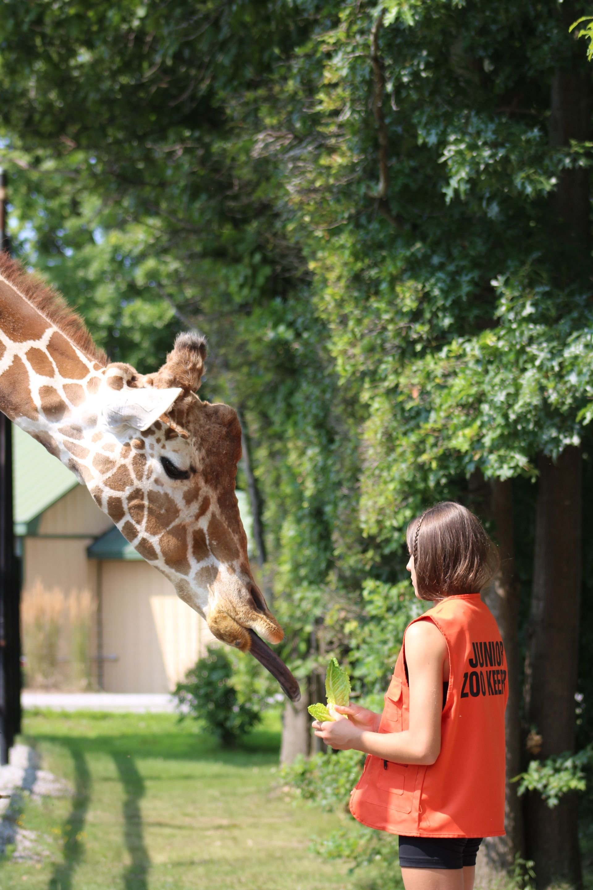 a boy and a girl are feeding a giraffe at an ontario zoological park