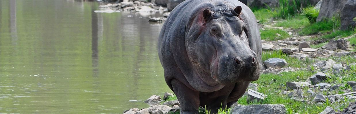 hippo at safari niagara