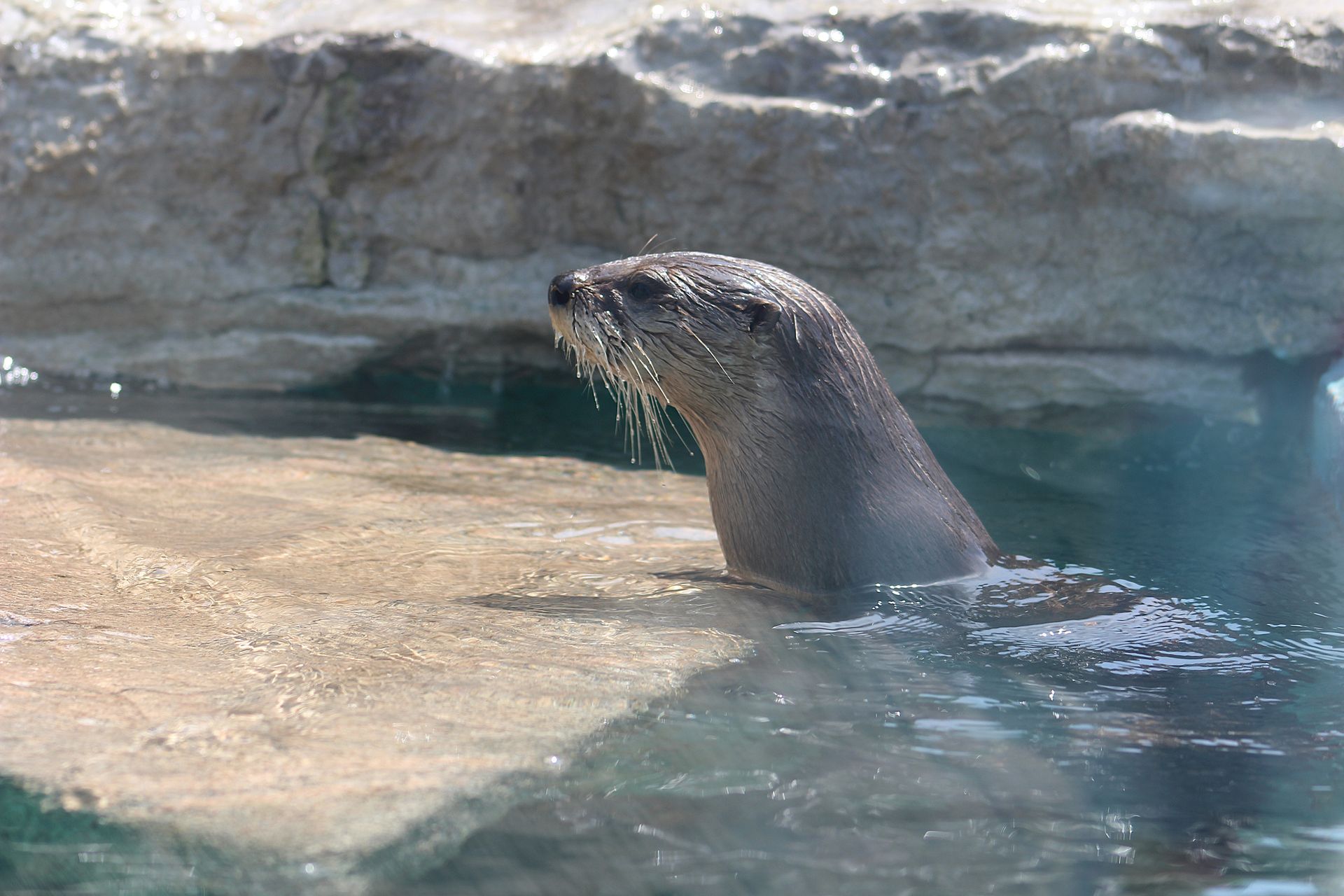 otter in water