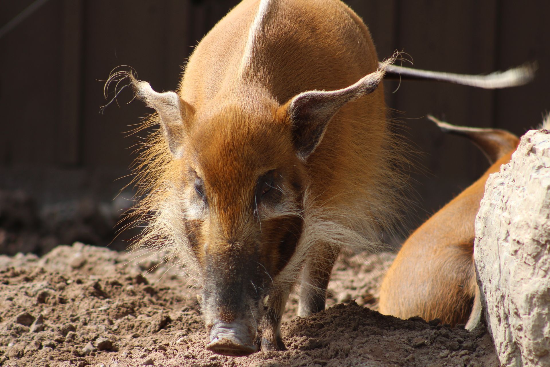 red river hog