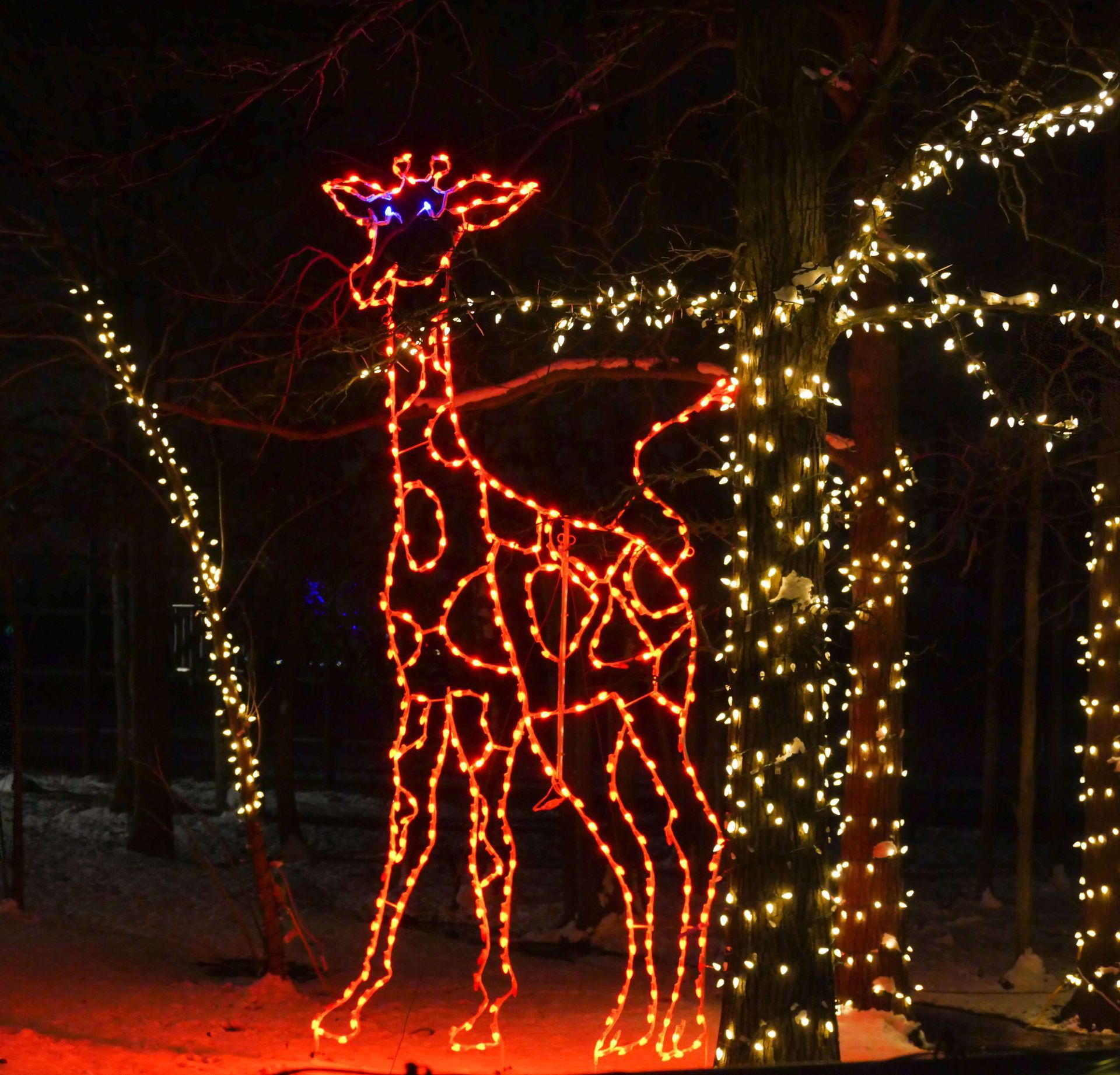 safari lights display at a niagara falls zoo attraction