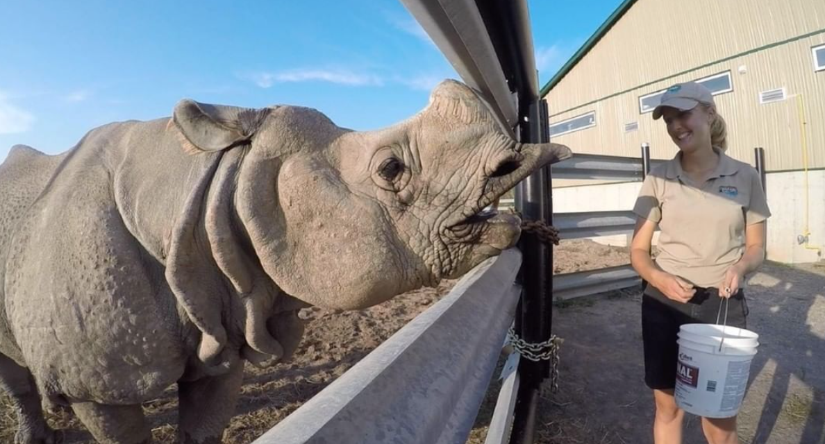 safari niagara zookeeper feeding a rhino