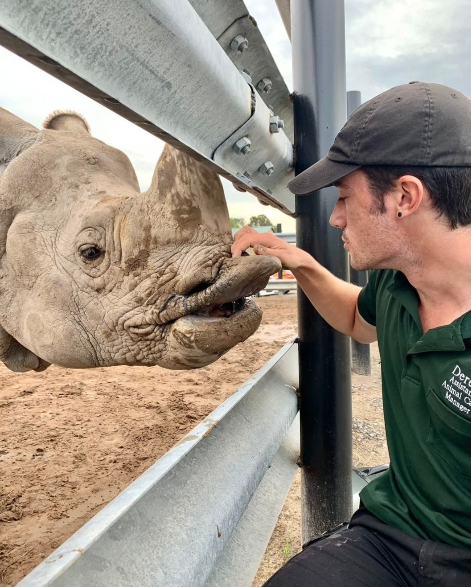 safari niagara zookeeper feeding rhino  at niagara wildlfe conservation