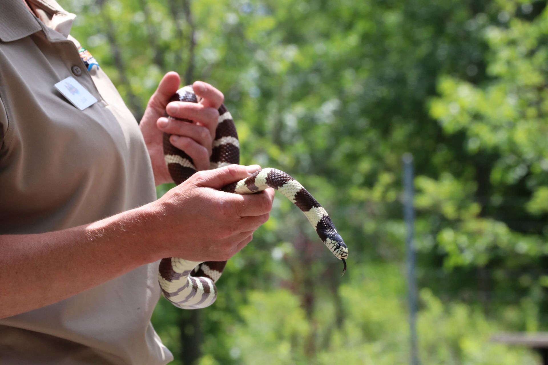 zookeeper holding snake