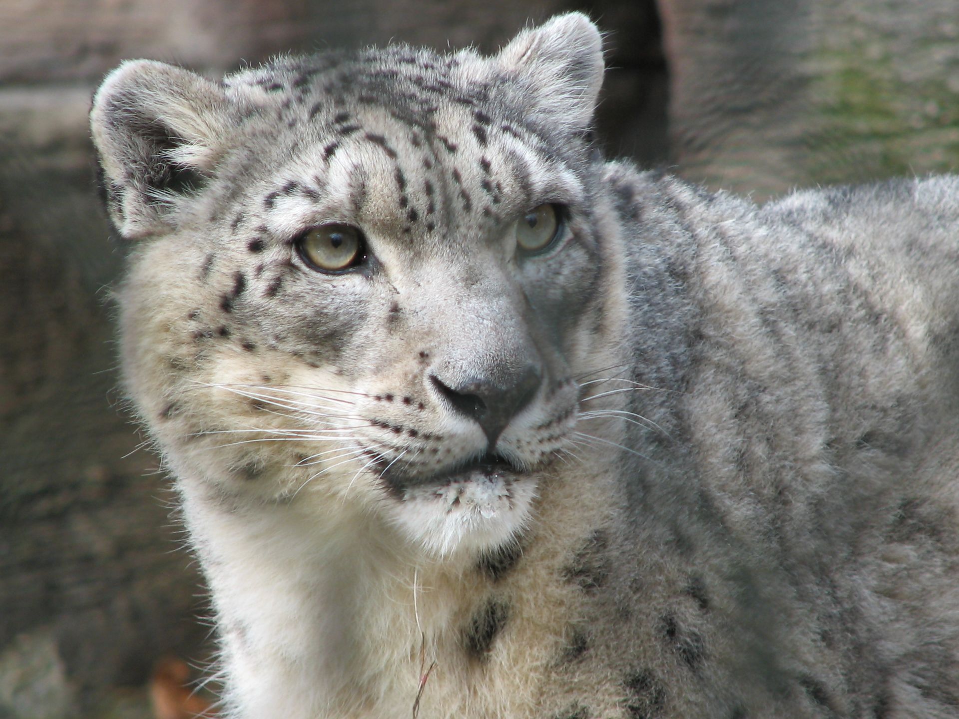 snow leopard
