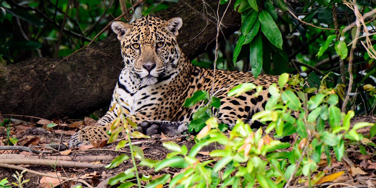 jaguar sitting