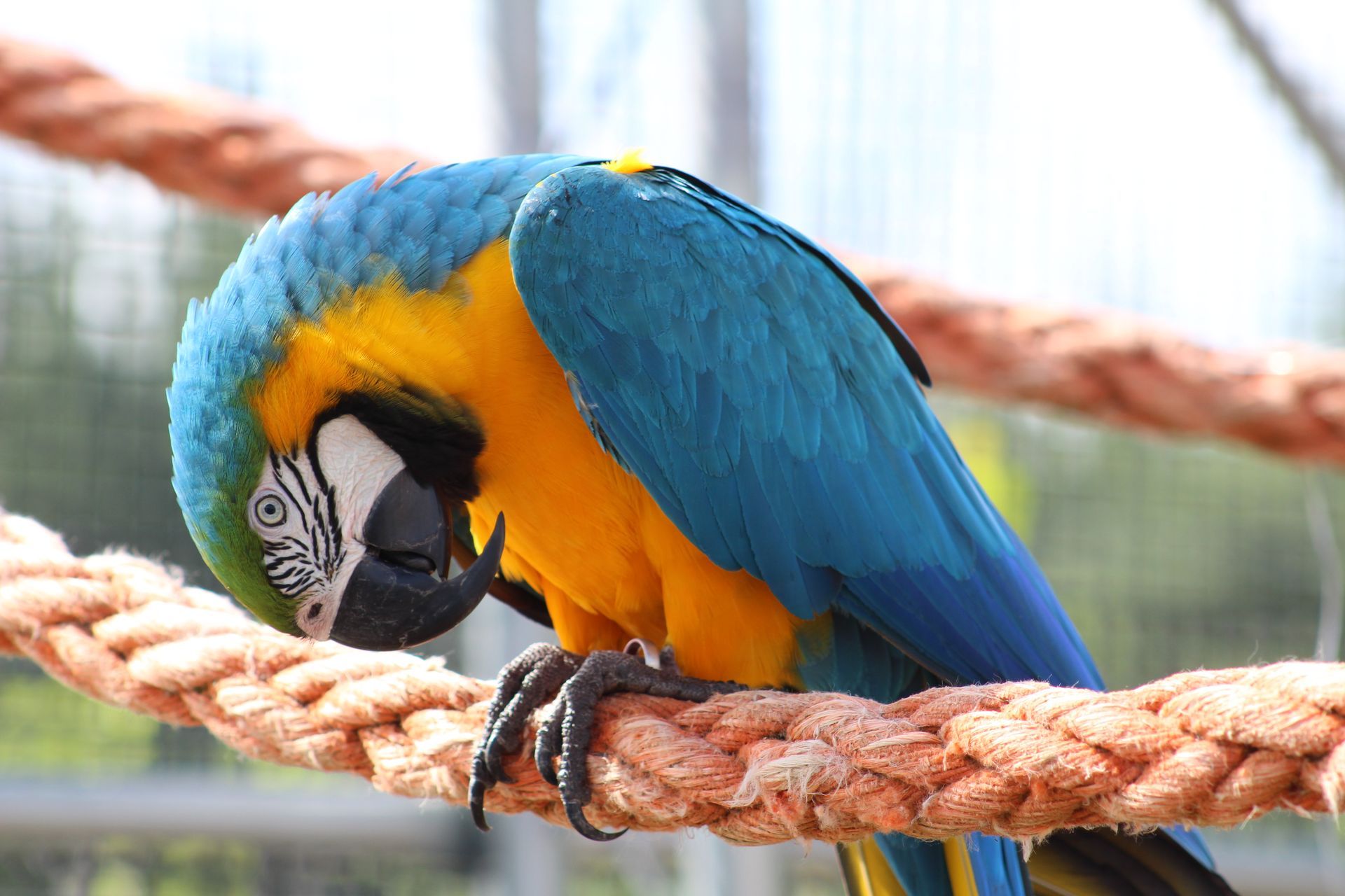 parrot