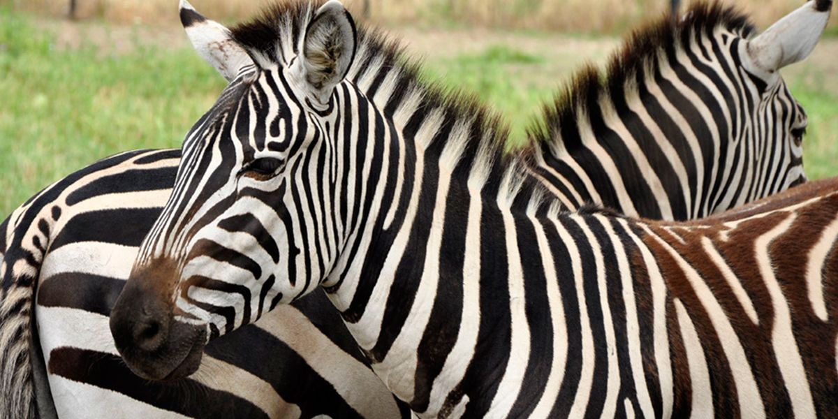 zebra up close