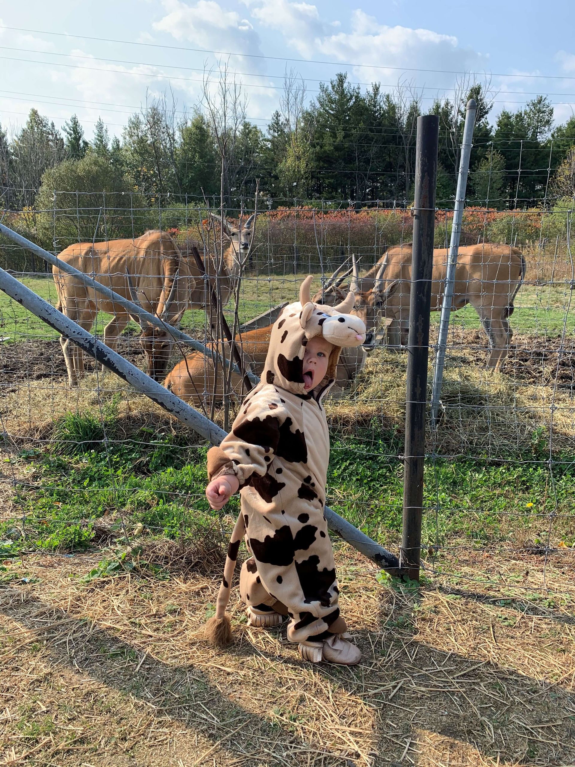little kid in cow costume at safari niagara during the boo at the zoo event