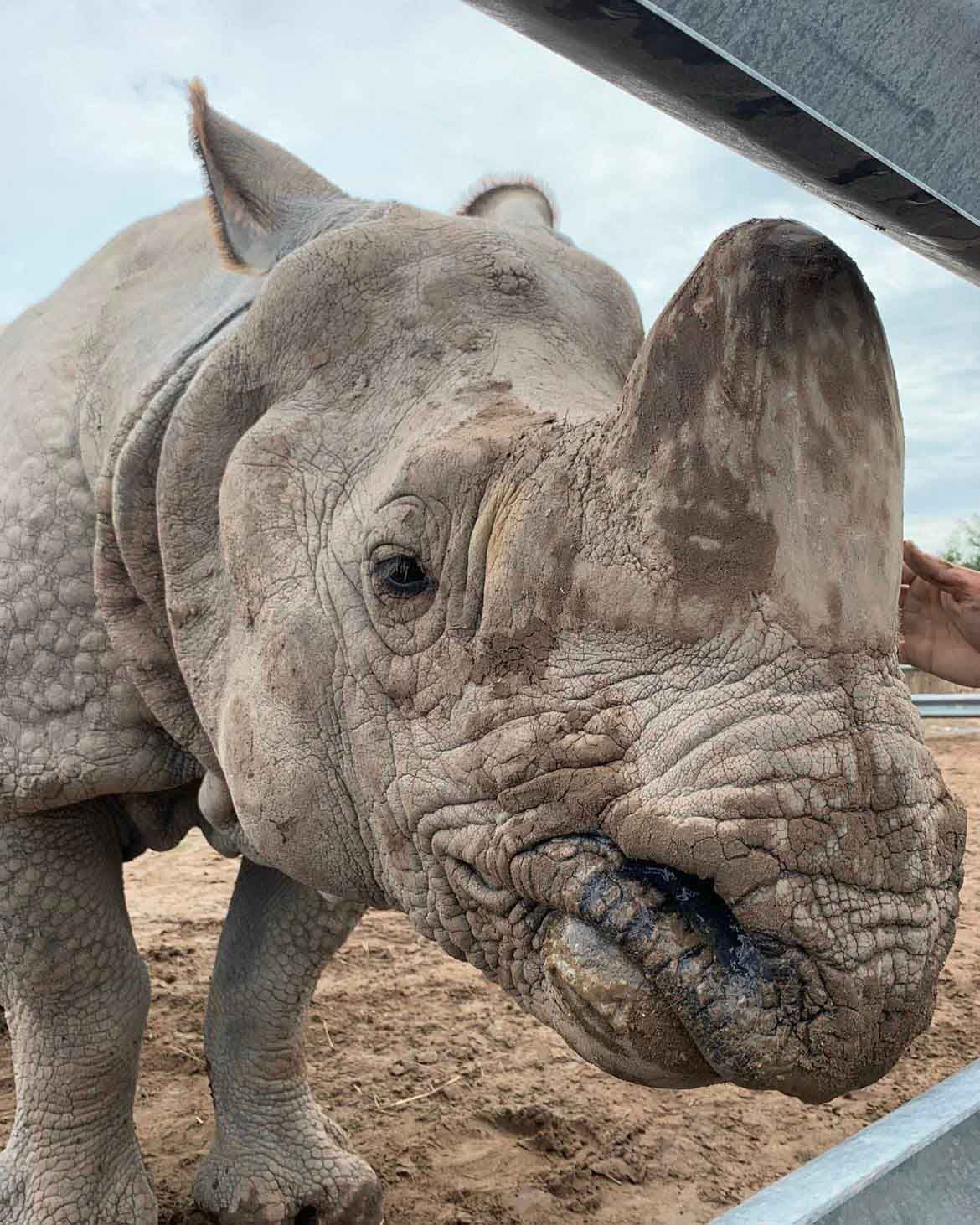 a rhinoceros is standing in the dirt and looking at the camera .